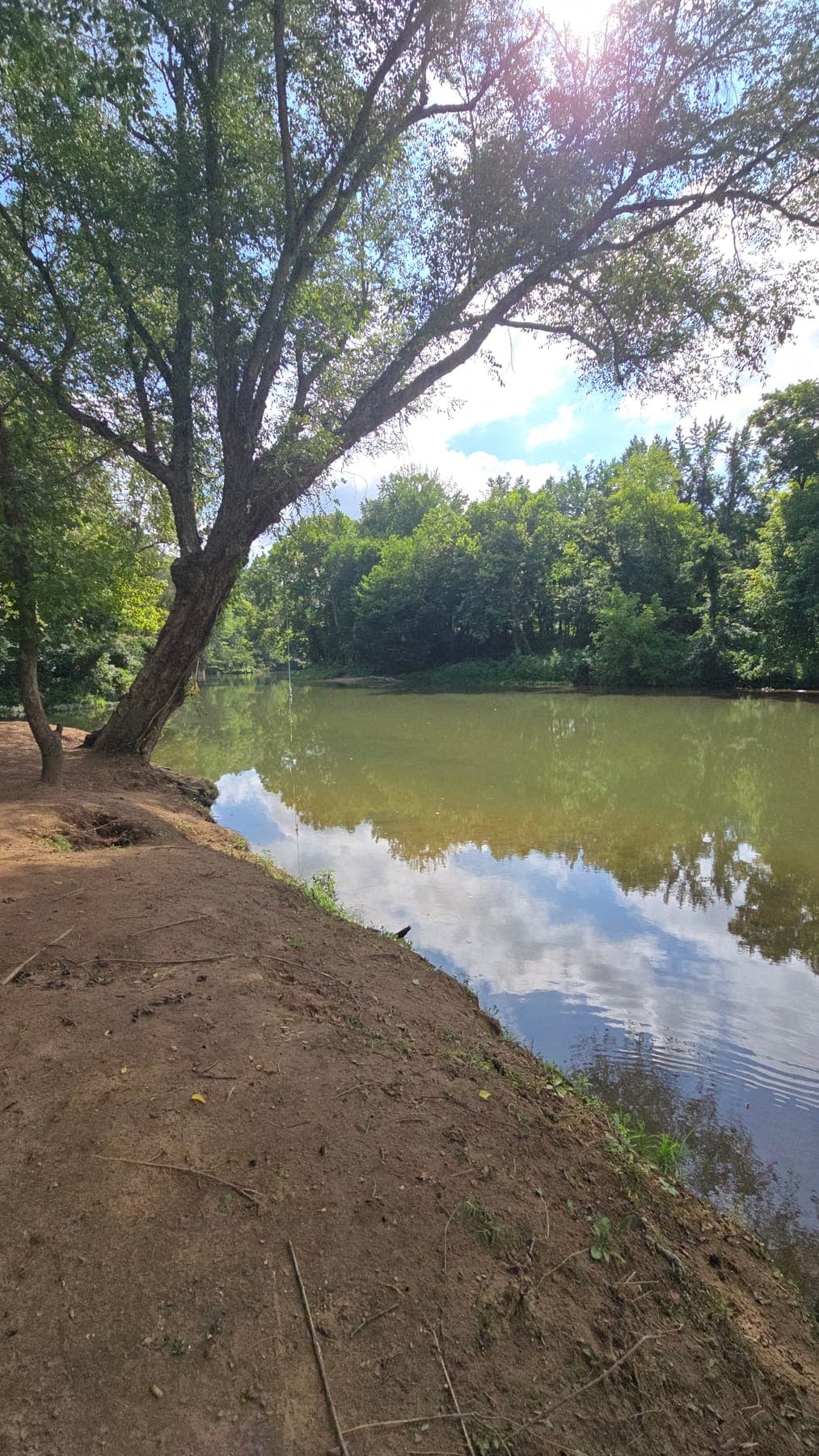 Shaded riverbank overlooking the Buffalo River